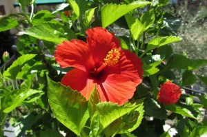 hibiscus (1200 x 799)